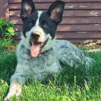 Border Collie, Köpek  Ayaz fotoğrafı