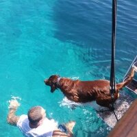 İrlandalı Setter, Köpek  Çamur fotoğrafı