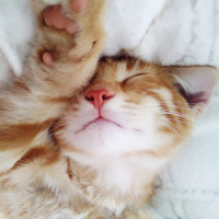 Sarman, Kedi  Pikachu fotoğrafı