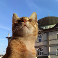 Sarman, Kedi  Pikachu fotoğrafı
