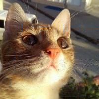 Sarman, Kedi  Pikachu fotoğrafı