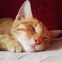 Sarman, Kedi  Pikachu fotoğrafı