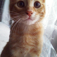 Sarman, Kedi  Pikachu fotoğrafı