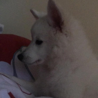 Pomeranyalı, Köpek  Japon Spitz fotoğrafı
