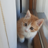 Sarman, Kedi  Roger fotoğrafı