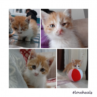Sarman, Kedi  Roger fotoğrafı