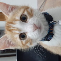Sarman, Kedi  Roger fotoğrafı