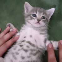 Tekir Kedi, Kedi  Çingene fotoğrafı