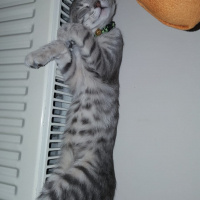Tekir Kedi, Kedi  Çingene fotoğrafı