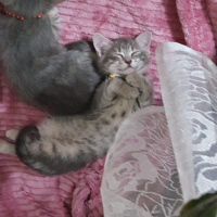 Tekir Kedi, Kedi  Çingene fotoğrafı
