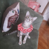 Tekir Kedi, Kedi  Çingene fotoğrafı