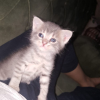 Tekir Kedi, Kedi  Çingene fotoğrafı