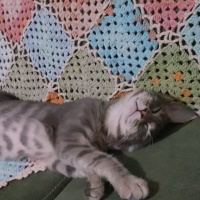 Tekir Kedi, Kedi  Çingene fotoğrafı