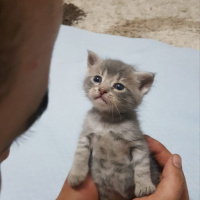 Tekir Kedi, Kedi  Çingene fotoğrafı