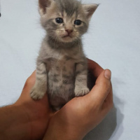 Tekir Kedi, Kedi  Çingene fotoğrafı