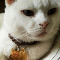 Scottish Fold, Kedi  Ares fotoğrafı
