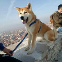 Akita İnu, Köpek  Buddy fotoğrafı