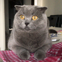 Scottish Fold, Kedi  Mırmır Su fotoğrafı