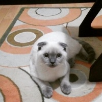 Scottish Fold, Kedi  Floki fotoğrafı