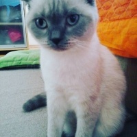 Scottish Fold, Kedi  Floki fotoğrafı