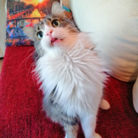 Tekir Kedi, Kedi  Topik fotoğrafı