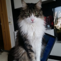 Tekir Kedi, Kedi  Topik fotoğrafı