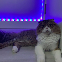 Scottish Fold, Kedi  misty fotoğrafı