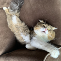 Scottish Fold, Kedi  misty fotoğrafı