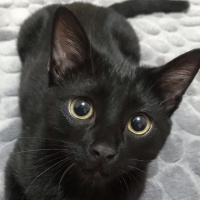 Tekir Kedi, Kedi  Gece fotoğrafı