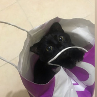 Tekir Kedi, Kedi  Gece fotoğrafı