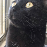 Tekir Kedi, Kedi  Gece fotoğrafı