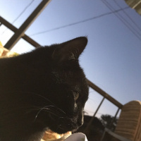 Tekir Kedi, Kedi  Gece fotoğrafı