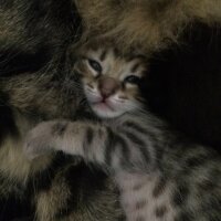 Norwegian Forest, Kedi  Melo fotoğrafı