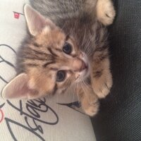 Norwegian Forest, Kedi  Melo fotoğrafı