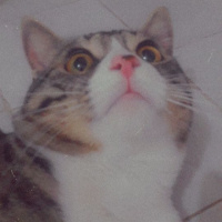 Tekir Kedi, Kedi  Mia fotoğrafı