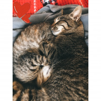 Tekir Kedi, Kedi  Duman fotoğrafı