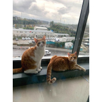 Tekir Kedi, Kedi  Tony ve Tedy kardeşler. fotoğrafı