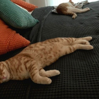 Tekir Kedi, Kedi  Tony ve Tedy kardeşler. fotoğrafı