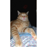 Tekir Kedi, Kedi  Tony ve Tedy kardeşler. fotoğrafı