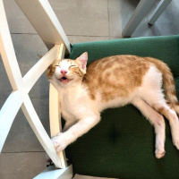 Tekir Kedi, Kedi  Tony ve Tedy kardeşler. fotoğrafı