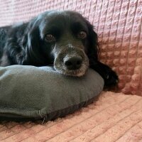 İngiliz Cocker Spaniel, Köpek  Sirius Black fotoğrafı