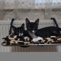 American Wirehair, Kedi  Fındık fotoğrafı