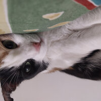 American Wirehair, Kedi  Fındık fotoğrafı