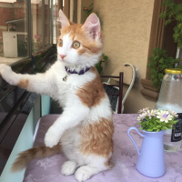 Sarman, Kedi  Şeker fotoğrafı