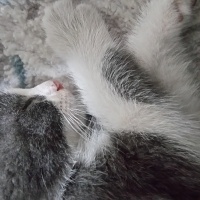 Tekir Kedi, Kedi  Mina fotoğrafı