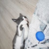 Tekir Kedi, Kedi  Mina fotoğrafı