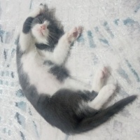 Tekir Kedi, Kedi  Mina fotoğrafı