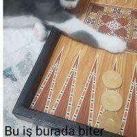 Tekir Kedi, Kedi  Mina fotoğrafı