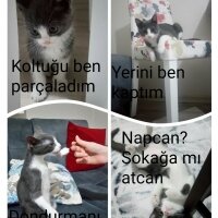 Tekir Kedi, Kedi  Mina fotoğrafı