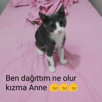 Tekir Kedi, Kedi  Mina fotoğrafı